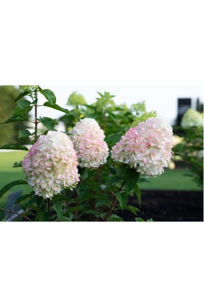 Гортензия метельчатая `Ливин Пинк энд Роуз`